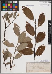 Foto von Salix caprea L.